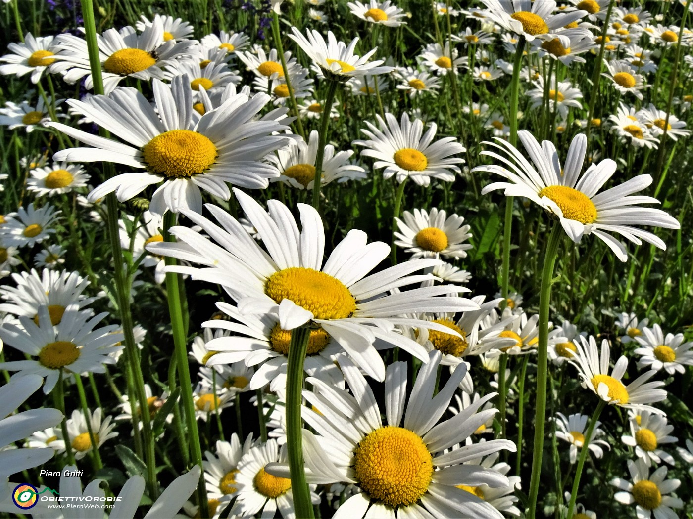 15 Leucanthemum vulgare (Margherita comune) .JPG